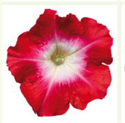 Петуния мультифлора СЕЛЕБРИТИ Red morn-10 драже /Б8. 796