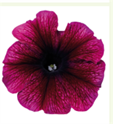 Петуния мультифлора СЕЛЕБРИТИ Plum iсe - 10 драже /Б8. 4255