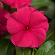 Катарантус  Валиант (VALIANT) бургунди - 5 шт /Е9. 1816