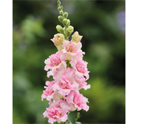 Львиный зев DoubleShot  яблоневый цвет - 10 шт /Д6. 5598