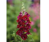 Львиный зев DoubleShot  малиново красный  - 10 шт /Д6. 5599 Львиный зев DoubleShot  малиново красный  - 10 шт /Д6. 5599