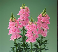 Львиный зев F1 Legend  Double Pink - 10 шт  /Д6. 5631