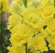 Львиный зев F1 Legend  Double Yellow   - 10 шт  /Д6. 5633