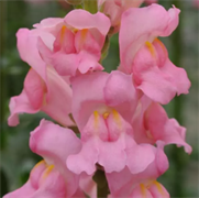 Львиный зев Потомак Пинк -10 шт  /Д6 5213