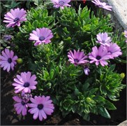 Остеоспермум Akila Lavender shades -3шт/Б1.* 784