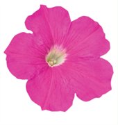 Петуния ампельная SUCCESS pink - 5драже /Б5. 1275