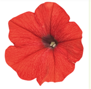 Петуния ампельная SUCCESS red -5драже /Б5. 1276