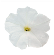 Петуния ампельная SUCCESS white -5 драже /Б5. 1279