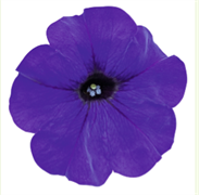 Петуния ампельная SUCCESS blue-5 драже /Б5. 1281