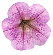 Петуния ампельная SUCCESS Silver Vein -5 драже /Б5. 4173