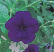 Петуния ампельная Опера  F1 Blue -5драже/А2. 259