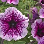 Петуния ампельная Опера  F1  Purple Vein - 5драже/А2. 5146