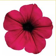 Петуния ампельная ВЕЙВ Purple -5 драже/A3. 782