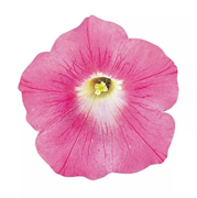 Петуния ампельная ВЕЙВ Pink - 5 драже/A3. 783