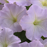 Петуния ампельная TRILOGY Lavender pink - 5драже /A1. 1352