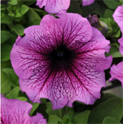 Петуния крупноцветковая  DADDY F1 sugar-10драже/A6. 1133