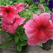 Петуния крупноцветковая F1 ТАНГО red veined- 10 драже /Б11.* 1198 Петуния крупноцветковая F1 ТАНГО red veined- 10 драже /Б11.* 1198