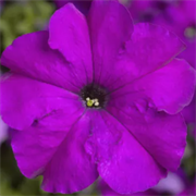 Петуния крупноцветковая TriTunia F1 Violet -10драже /Б14. 2702