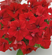 Петуния крупноцветковая SUCCESS!® HD Red -10 драже/А13. 4290