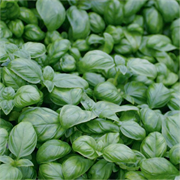 Базилик овощной Лучано F1 - 0,25гр (профсемена)+ 5426