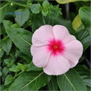 Катарантус  Валиант (VALIANT) эприкот - 5 шт /Е9.* 1821