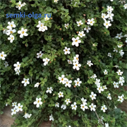 Бакопа (Сутера) Сноутопия (мульти драже)-5шт /Е12.* 511