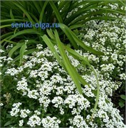 Алиссум Клия Кристал белый -20шт  /Д3.* 2450
