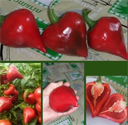 Перец сладкий Леся красная - 5 семян.* 5506