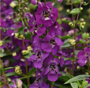 Ангелония Серена пурпурная - 3драже /В3 5947