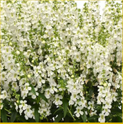 Ангелония Серена белая - 3драже /В3 5949