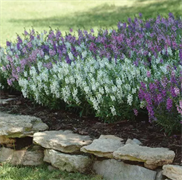 Ангелония Серена микс - 3драже /В3 5950