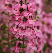 Ангелония Серенита пинк - 3драже /В3 5952