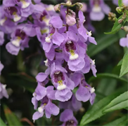 Ангелония Серенита небесно-голубая - 3драже /В3 5951