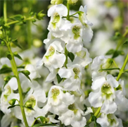 Ангелония Серенита белая - 3драже /В3 5955