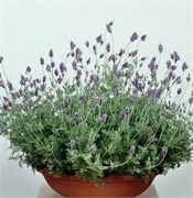 Лаванда Спаниш Ай - 5 семян / Д2 5959