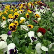 Виола виттрока F1 POWER  микс - 10 шт  /Д10.* 4199