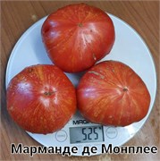 Томат Марманде де Монплее - 5 сем.* 5977