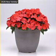 Бальзамин межвидовый  Соларскэйп (Solarscape) салмон пунш- 3 сем /Г3. 5990