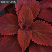 Колеус ПРЕМИУМ Сан Свит Паприка - 5 драже /Д7. 5992