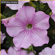 Петуния ампельная F1 ИЗИ ВЕЙВ Пинк перл -5драже /Б3. 1506