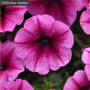 Петуния Шок Вэйв розе вейн - 5драже  /Б2 5995