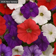 Петуния Шок Вэйв микс Вольт - 5драже  /Б2 5997