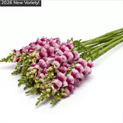 Львиный зев Потомак плюмблоссом -10 шт  /Д6. 6001