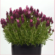 Лаванда узколистная Bandera дип Розе- 5шт  /Д2. 6002