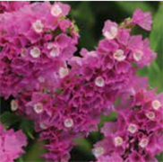 Статица Квис Роуз -10 шт /Г1. 6005