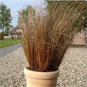 Осока Ред Рустер - 3мультидраже  /Е16. 6007