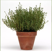 Тимьян Тайм - 5 мдраже /Е16 6009