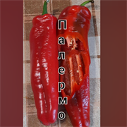 Перец Палермо - 5 семян.* 5985