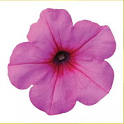 Петуния ампельная F1 ИЗИ ВЕЙВ Пинк пешн -5драже /Б3. 6013