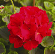 Пеларгония зональная Буллз Ай F1 Ред  - 3шт  /Г10. 6016